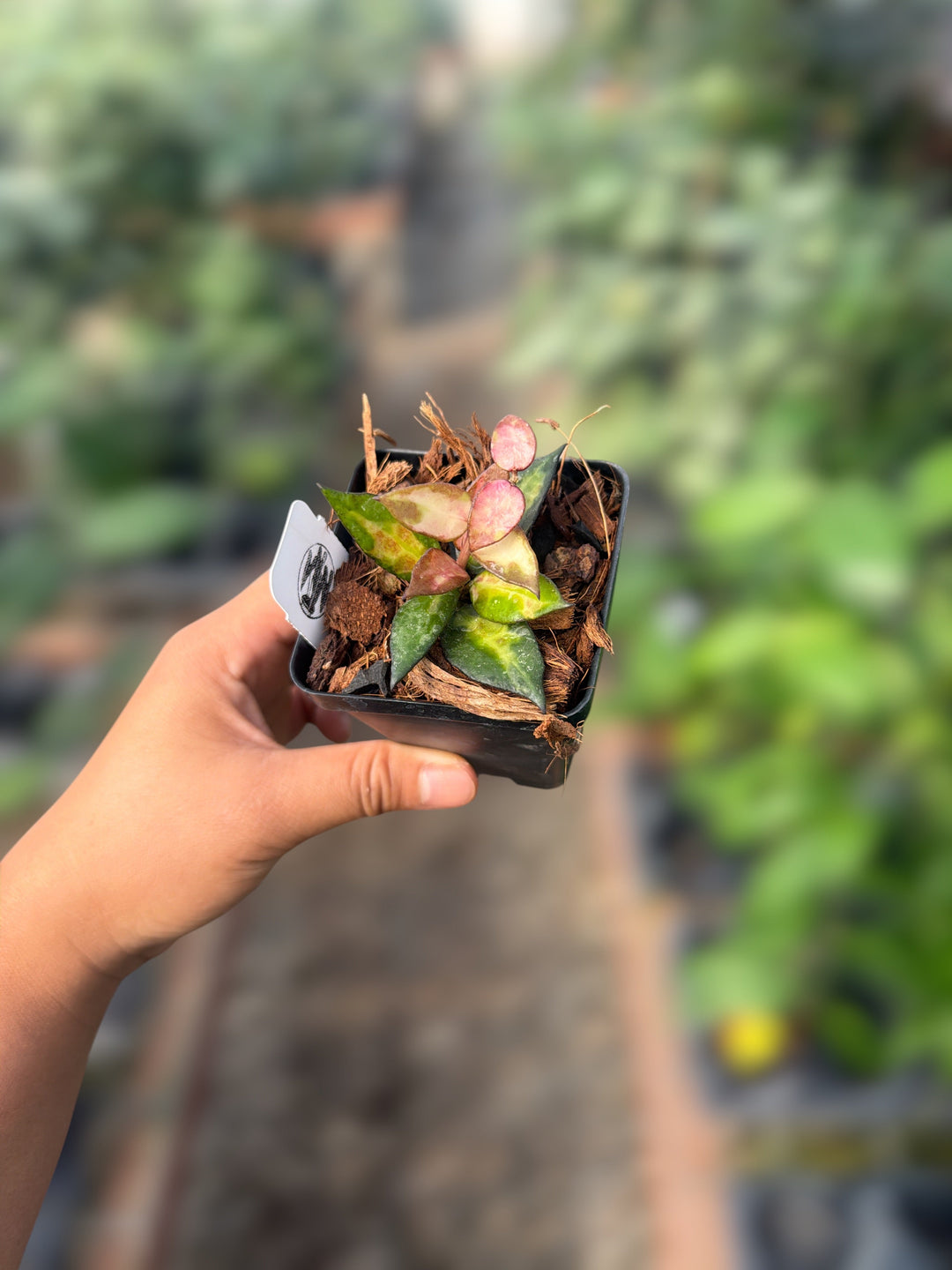 PS0171 - Hoya lacunosa ‘Bloody Hell’ (UPT014)