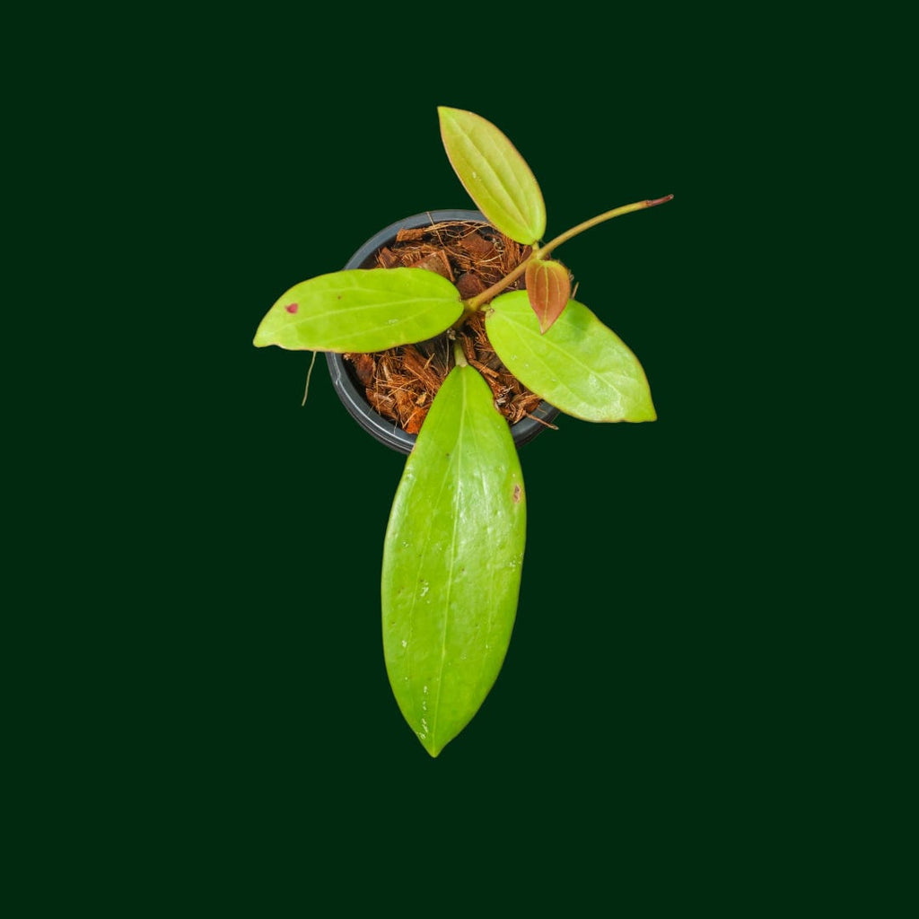 Hoya bhutanica – Unsolicited Plant Talks