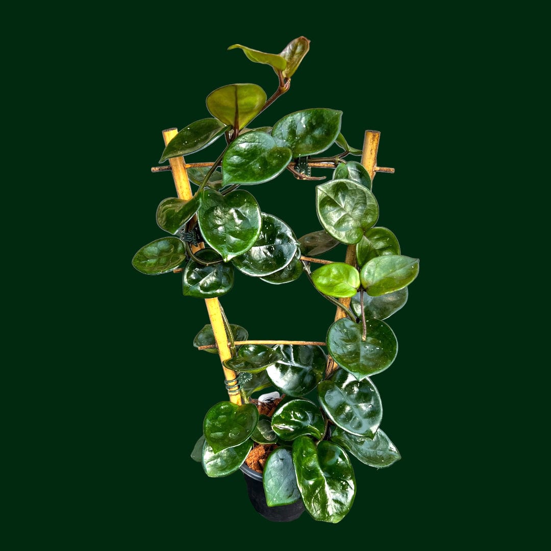 Hoya Plants for Sale | 450+ Hoya Species – Page 5 – Unsolicited 