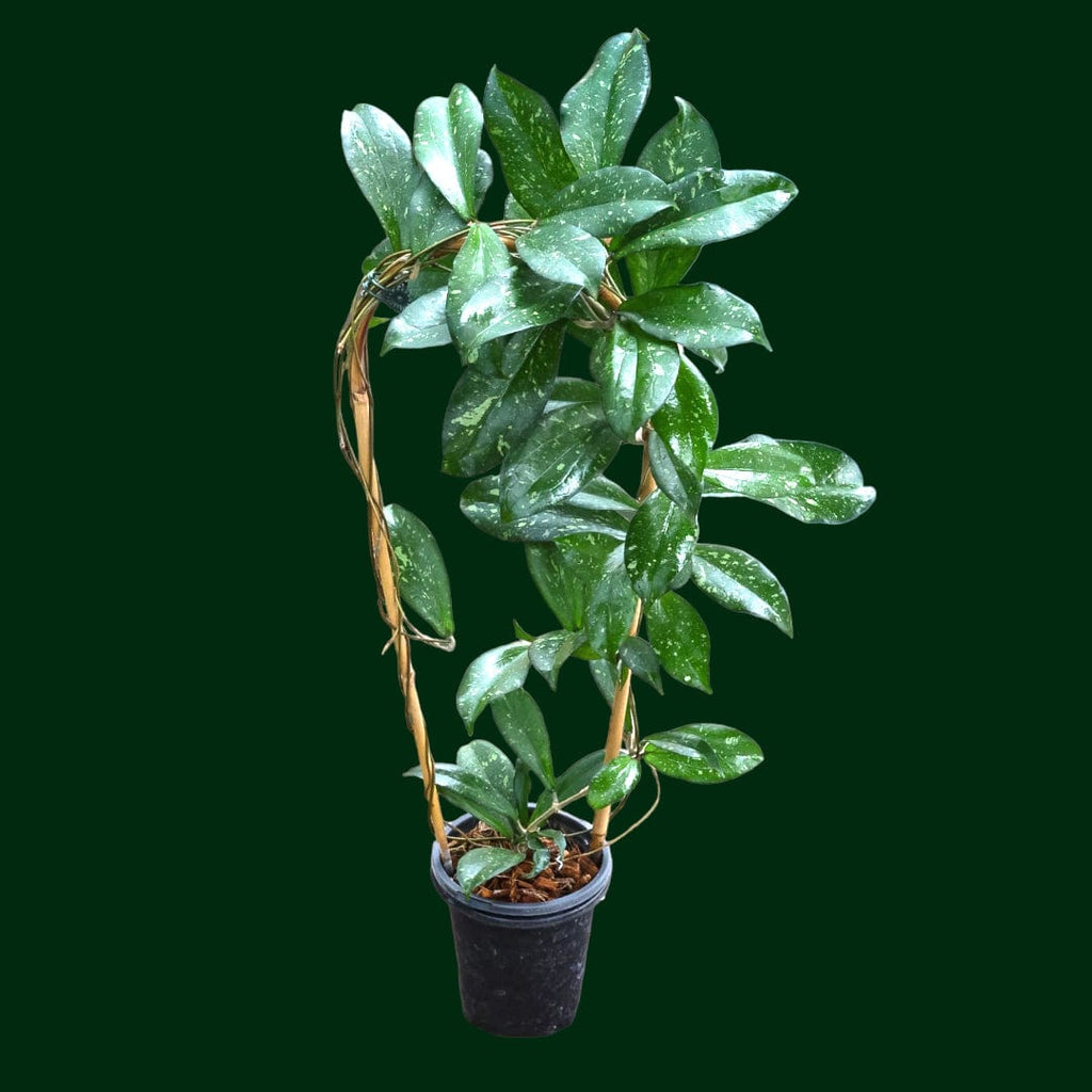 Trellised Hoya erythrina (splash) – Unsolicited Plant Talks