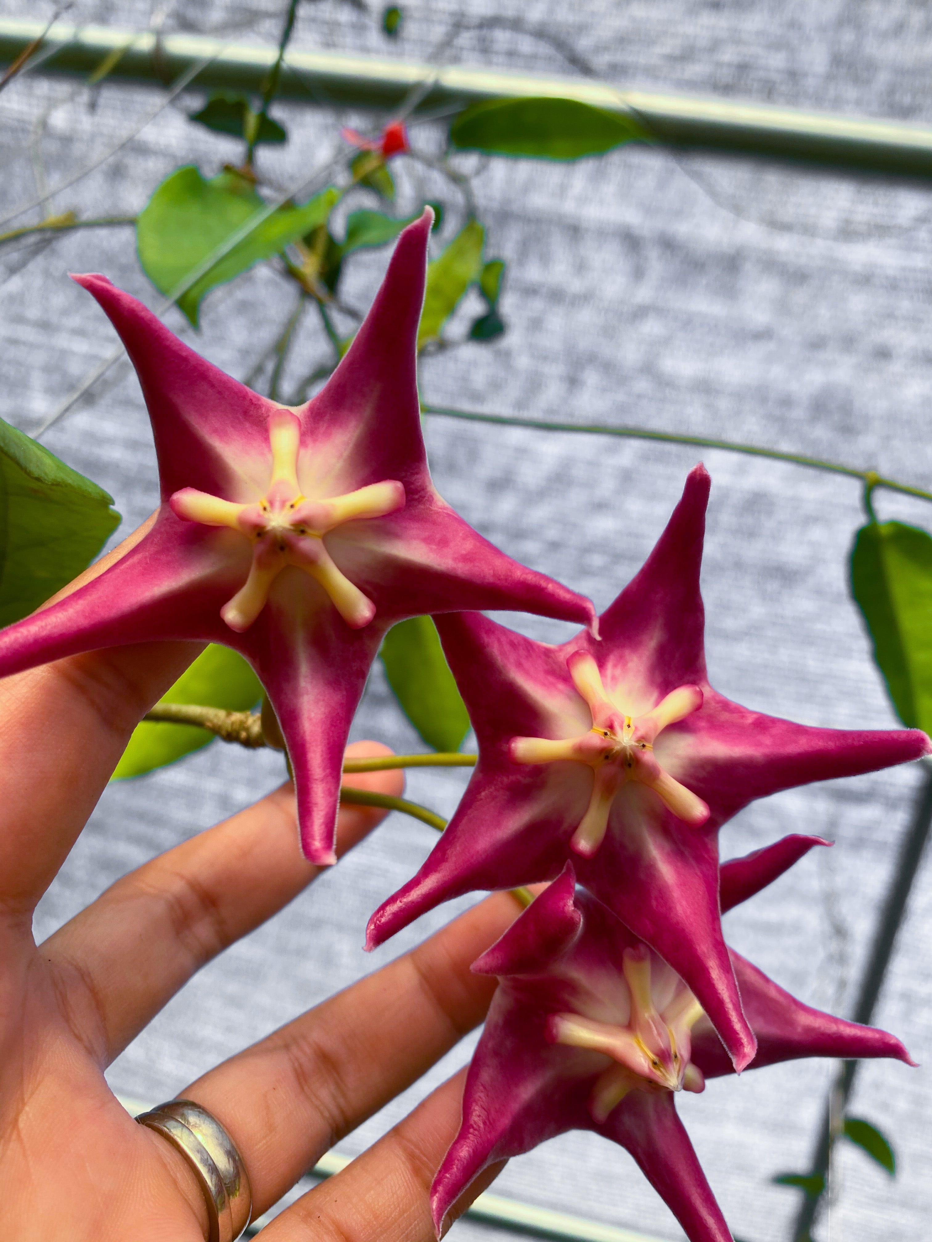 Hoya Plants for Sale | 450+ Hoya Species – Page 13 – Unsolicited