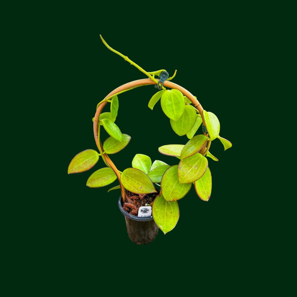 image_146384c4-250f-4fe1-86d4-