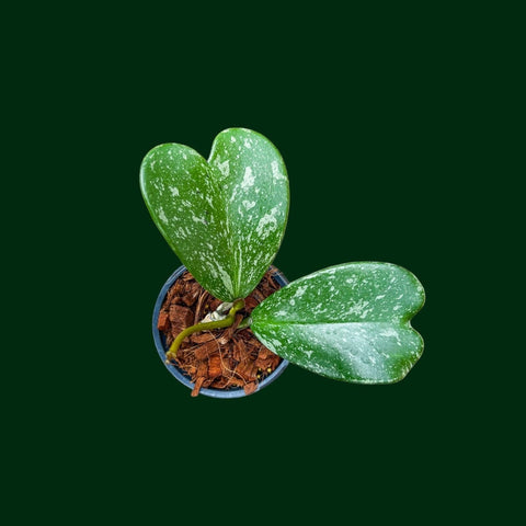 Hoya kerrii (splash) – Unsolicited Plant Talks