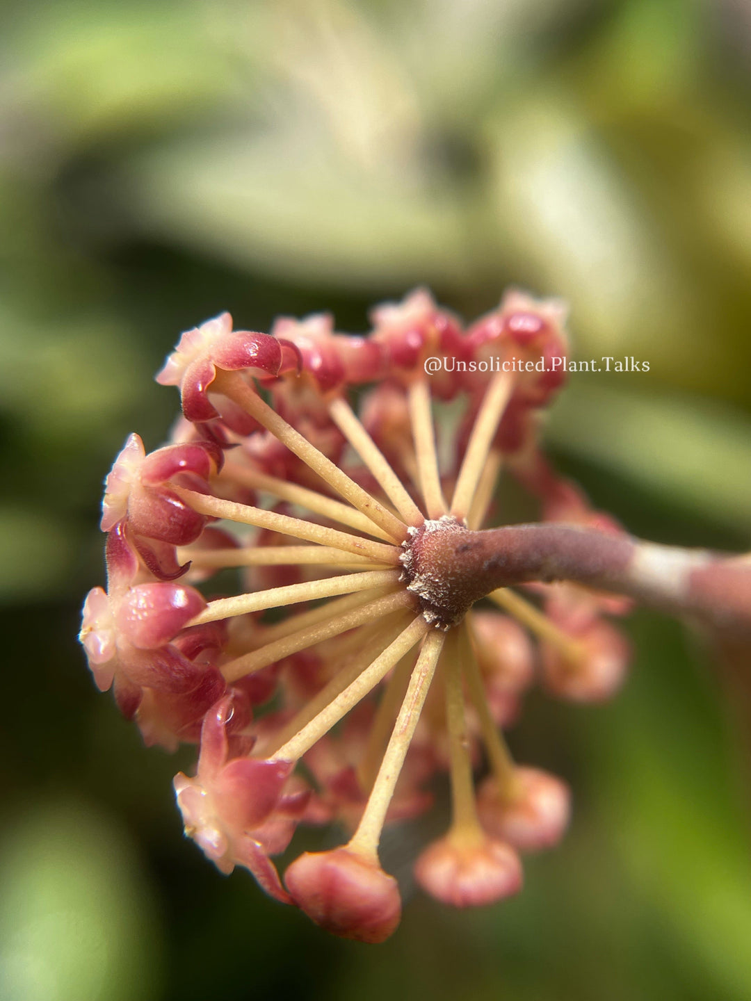 Hoya ‘Mayumi’ (UPT002)