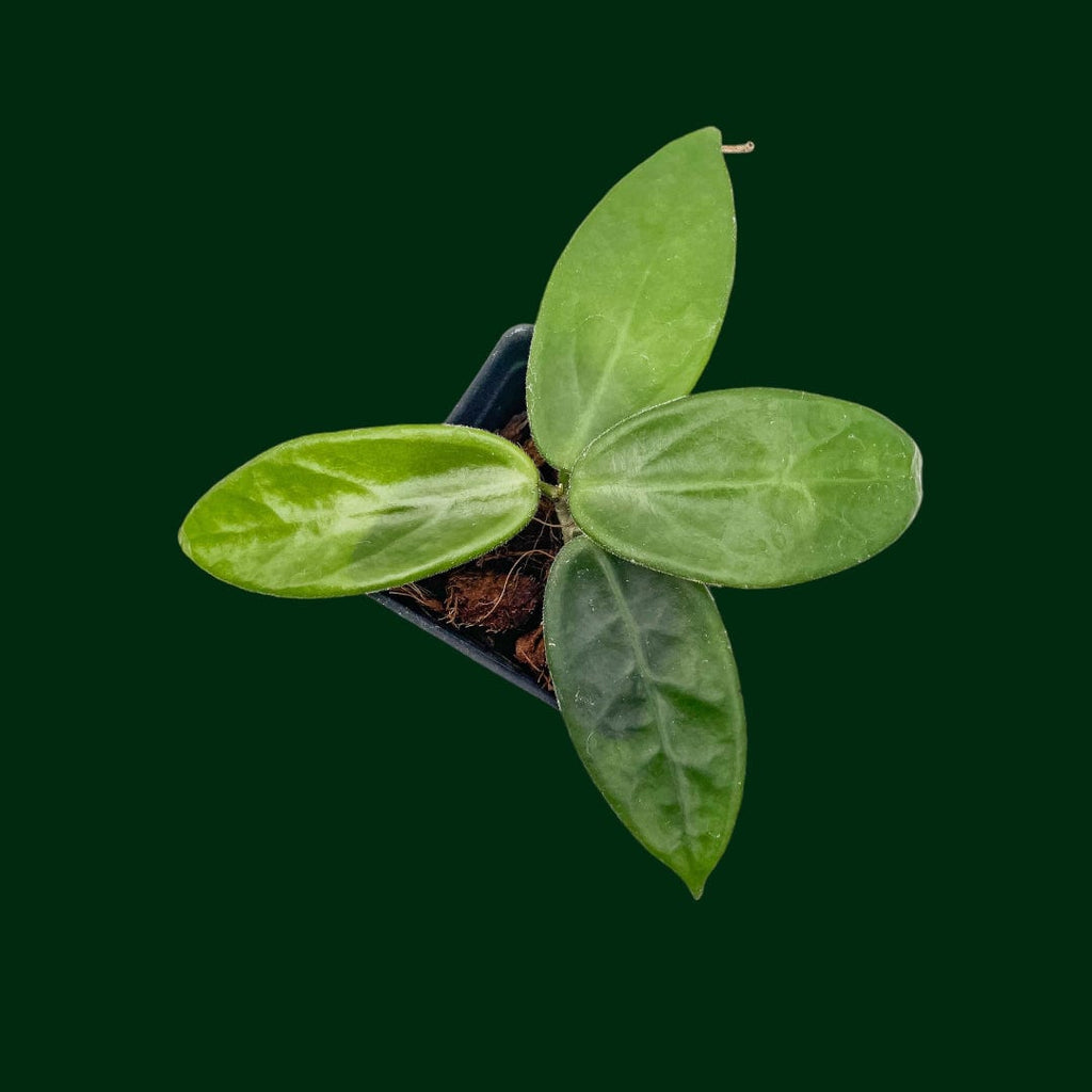 Hoya Vangviengiensis - 4