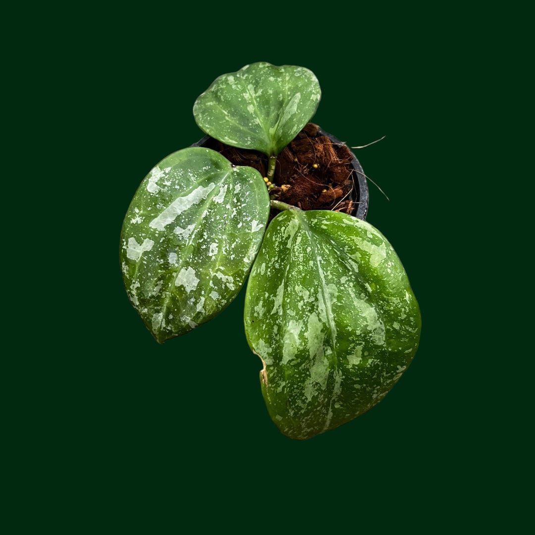 Hoya Plants for Sale | 450+ Hoya Species – Page 2