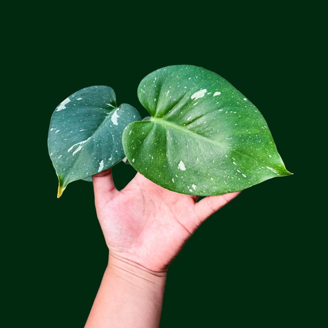 monstera plant young young Monstera ‘Thai Constellation’