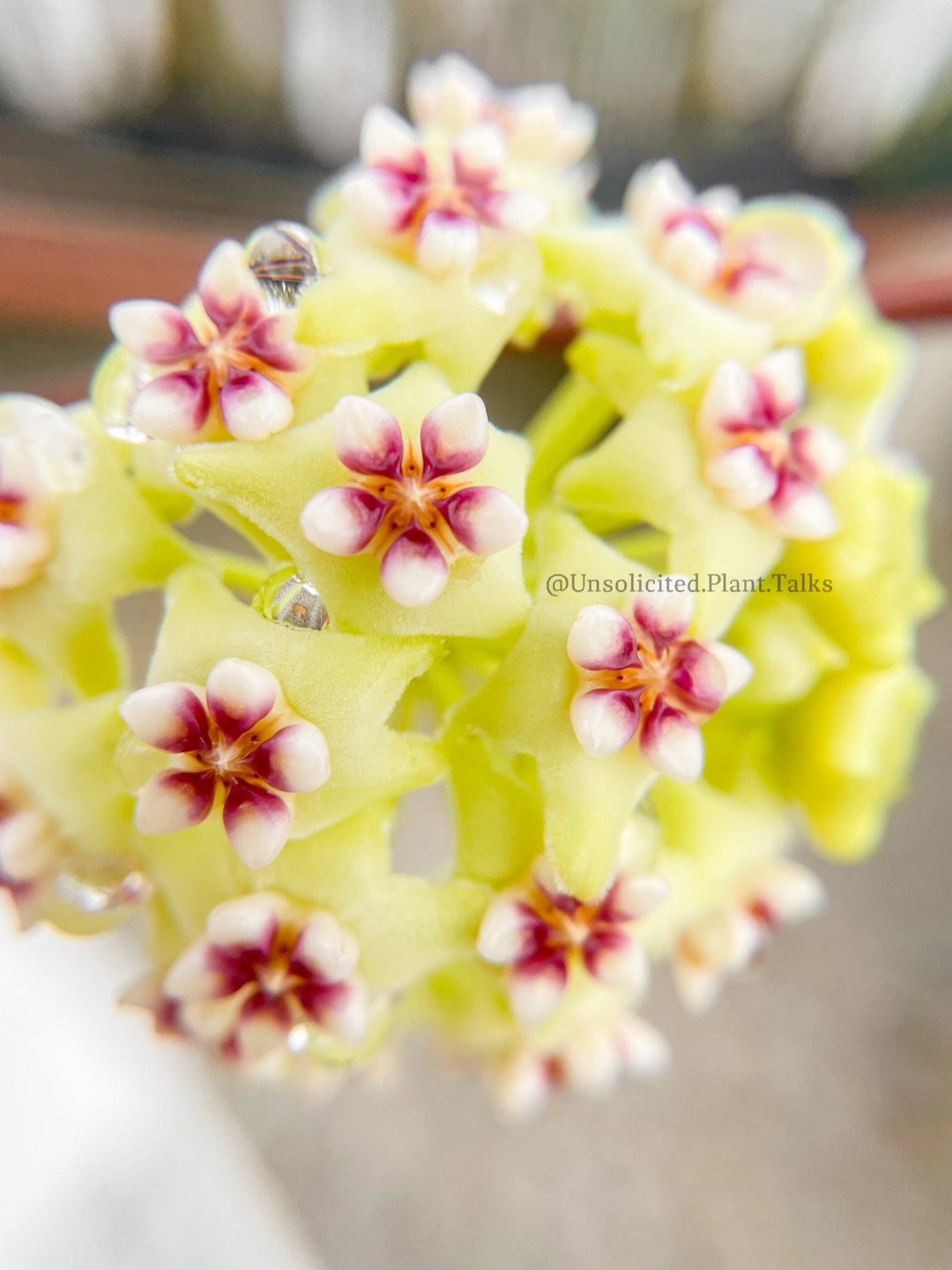 Hoya 'Penny's Treat' (MB 1405B)