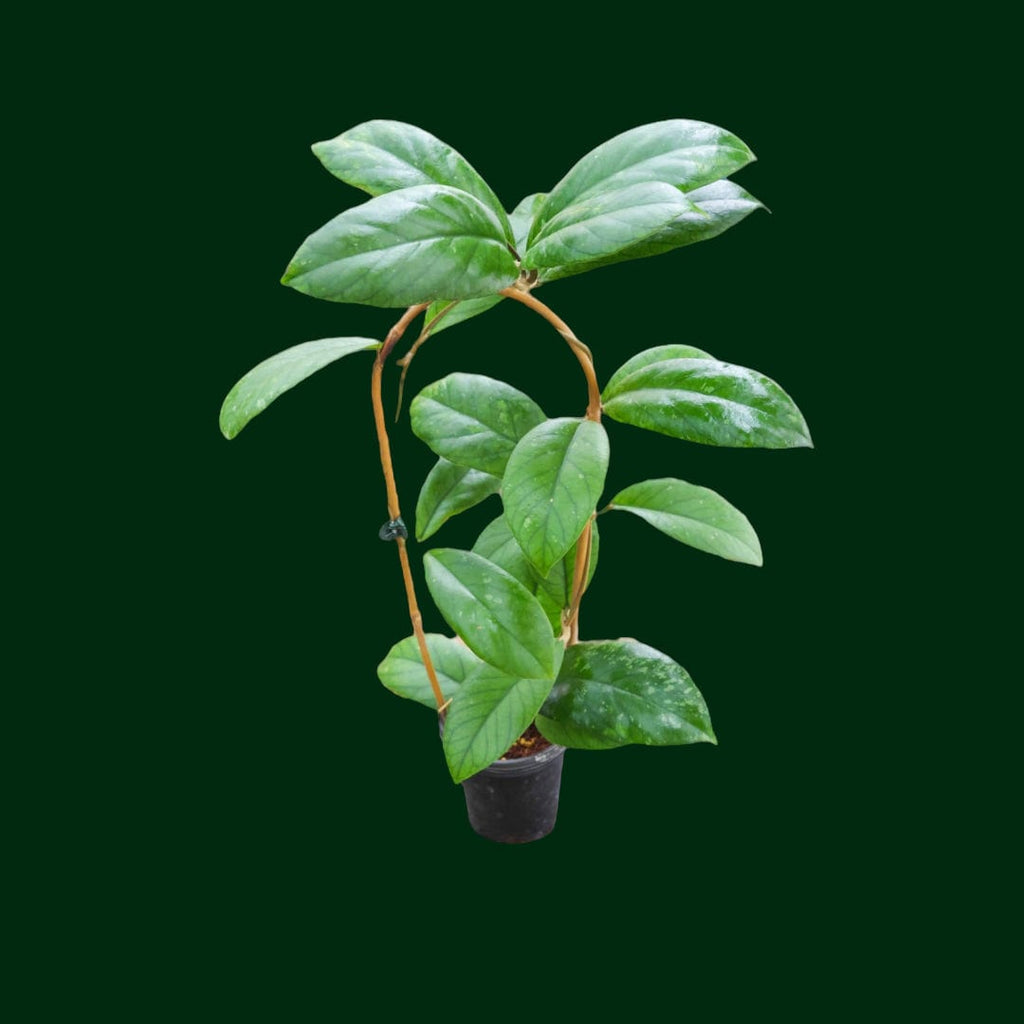 image_3aeef4c3-4060-4c5e-ae92-