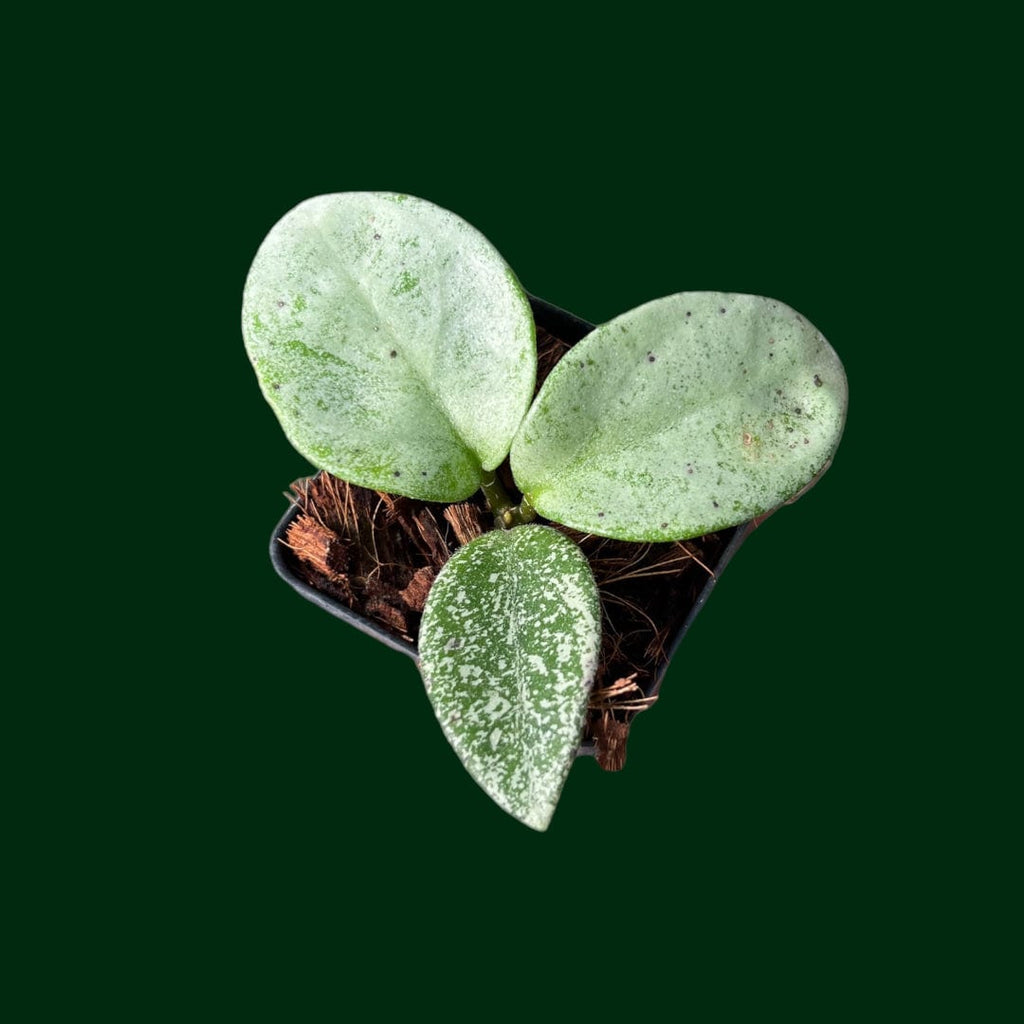 ホヤ カルノーサ ノバゴースト - 植物/観葉植物