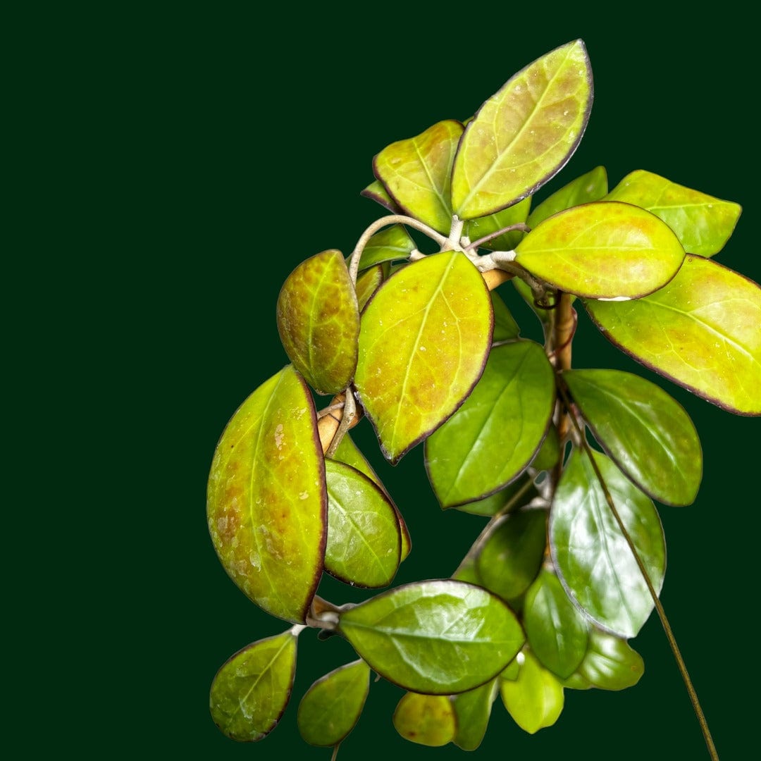 Trellised Hoya 'Nathalie'