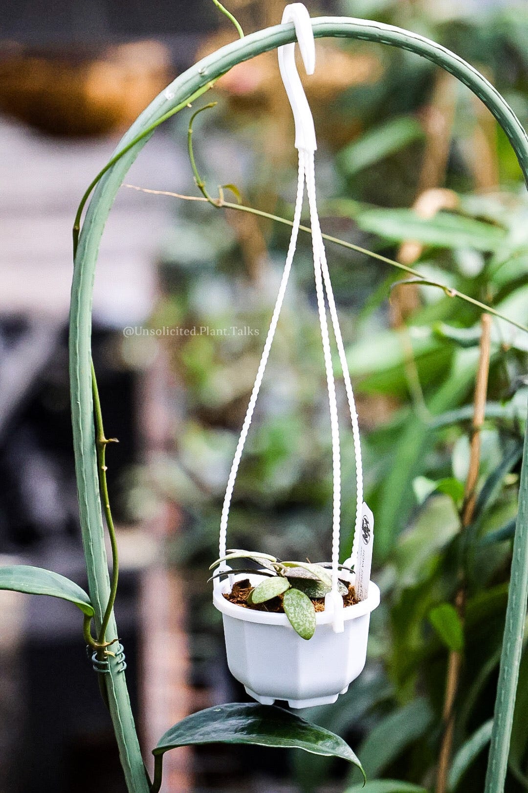 small plants for hanging pots small hanging pot (pack of 20)