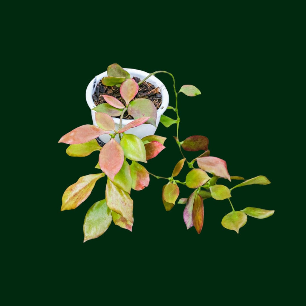 Hanging Hoya anulata (fka pseudo littoralis) – Unsolicited Plant Talks