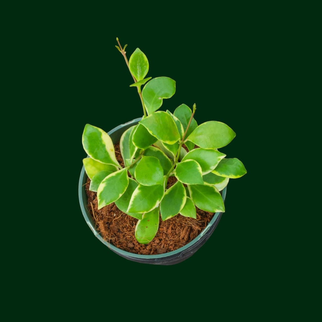 Hoya heuschkeliana (Outer variegated) – Unsolicited Plant Talks