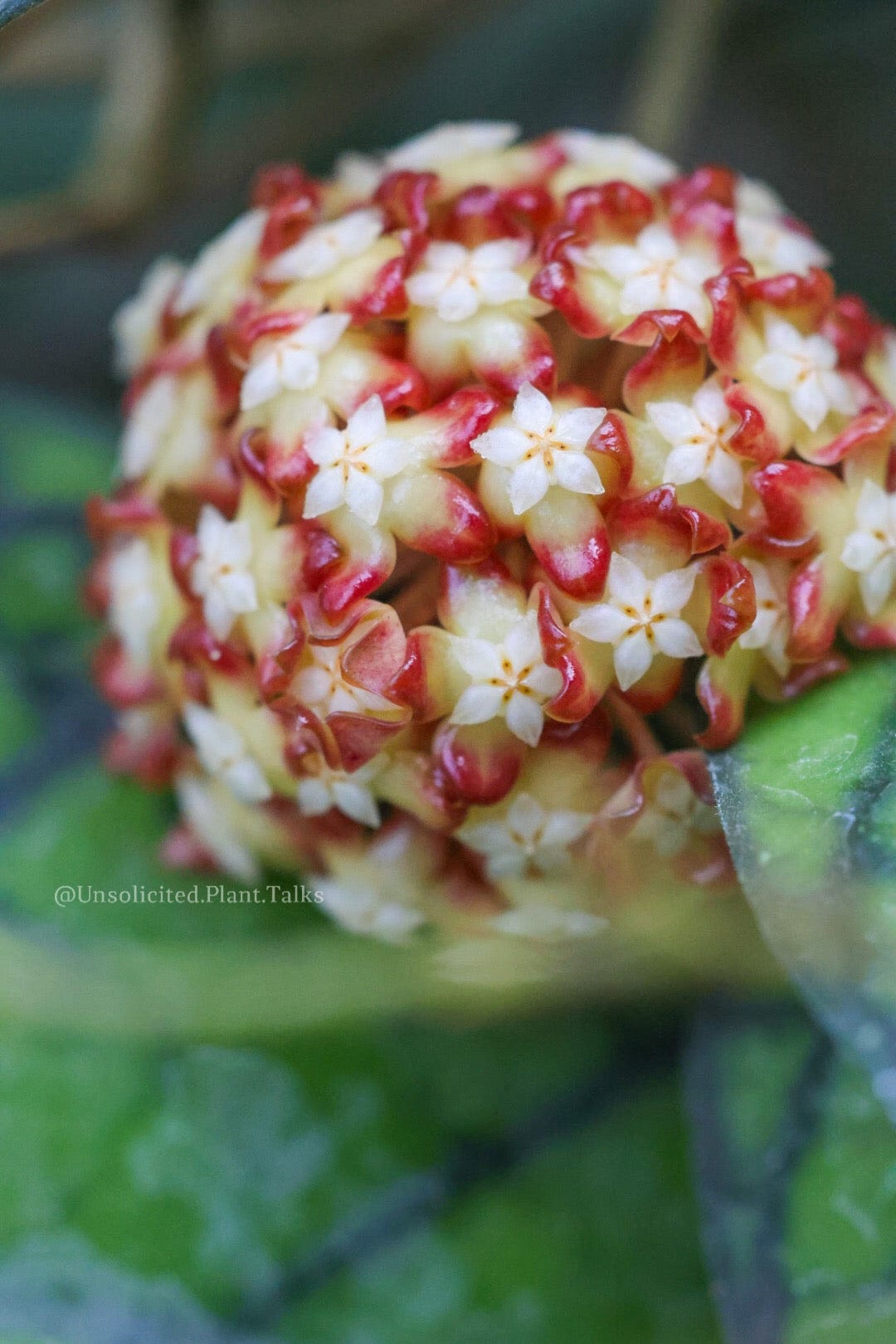 Hoya Plants for Sale | 450+ Hoya Species – Page 2