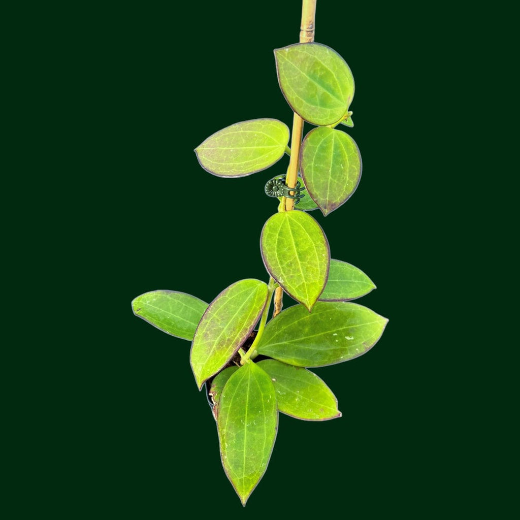 Hoya MB1414 – Unsolicited Plant Talks