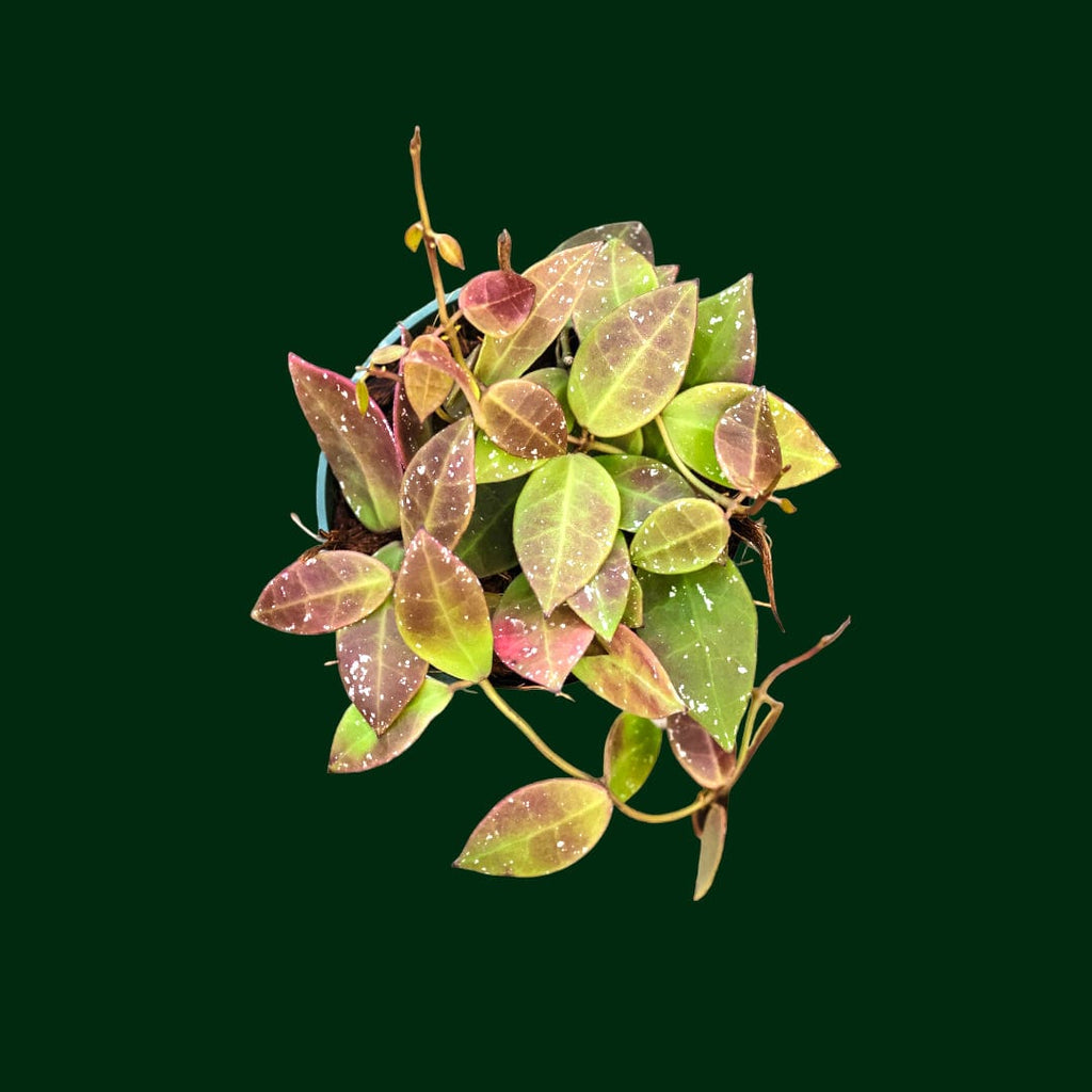 Hoya archboldiana variegata 約5~６cmカップ Rare) Hoya archboldiana albomarginata for sale - HappyForestStore