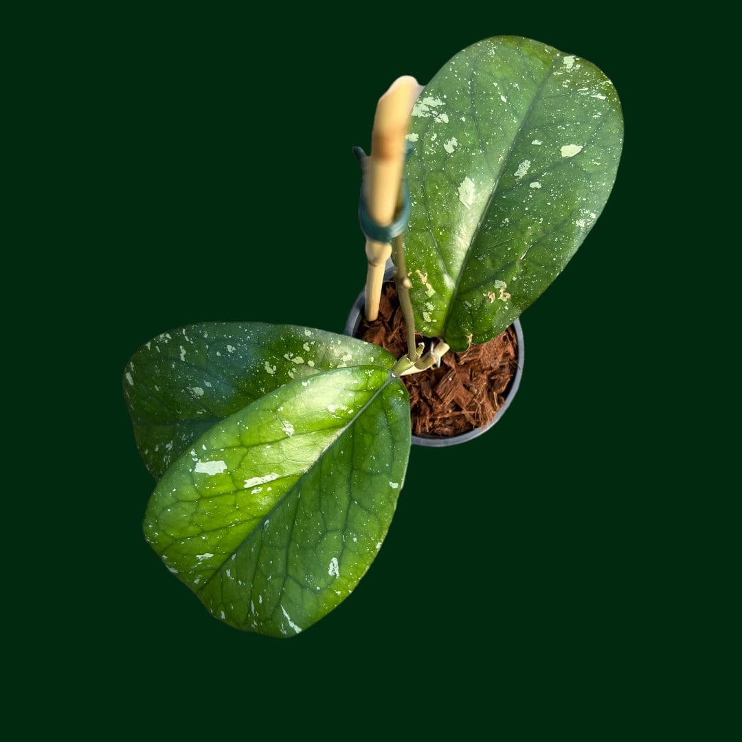 Hoya Plants for Sale | 450+ Hoya Species – Unsolicited Plant Talks