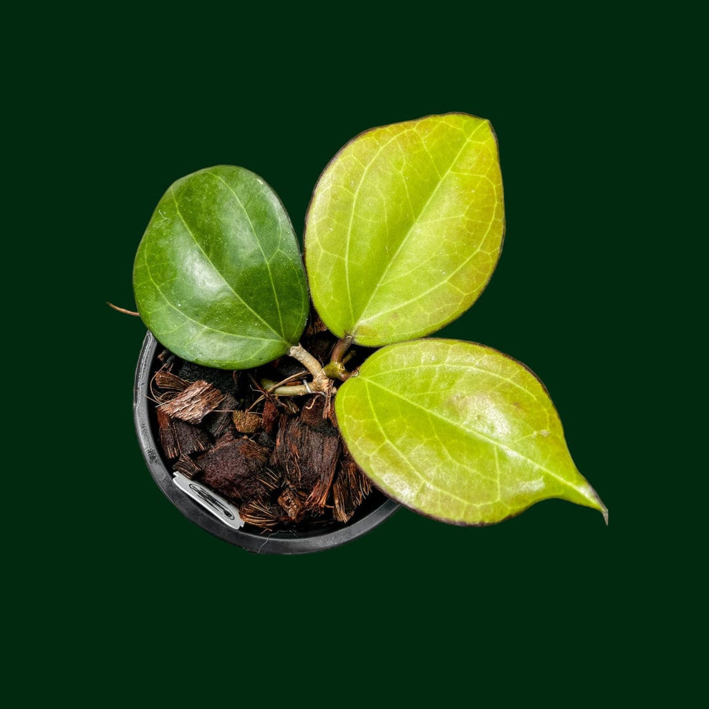 Hoya AH1011 – Unsolicited Plant Talks