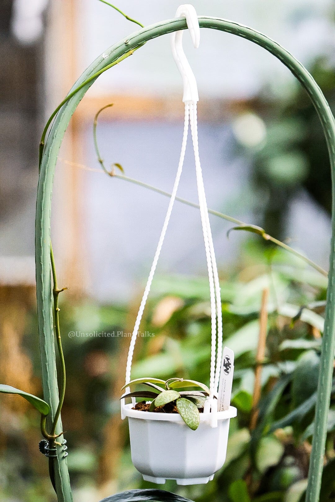 potless hanging plants small hanging pot (pack of 20) – Unsolicited Plant Talks