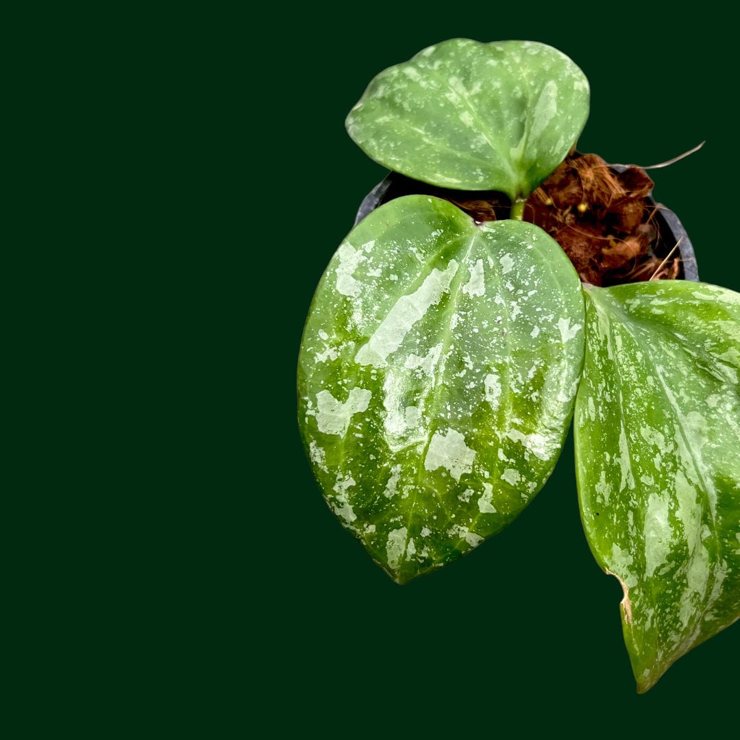 レア ホヤ Hoya latifolia 'Snow Queen'サクララン | その他観葉植物