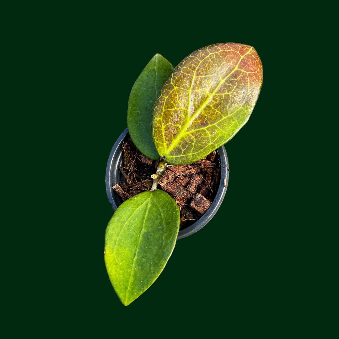 Hoya Plants for Sale | 450+ Hoya Species – Page 15 – Unsolicited 