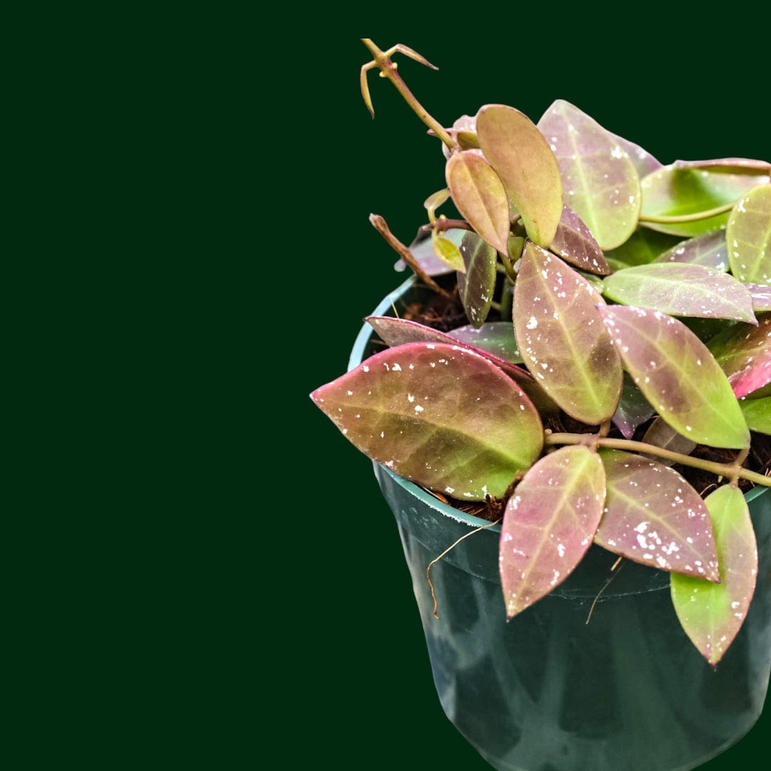 Hoya walliniana (UT-152)