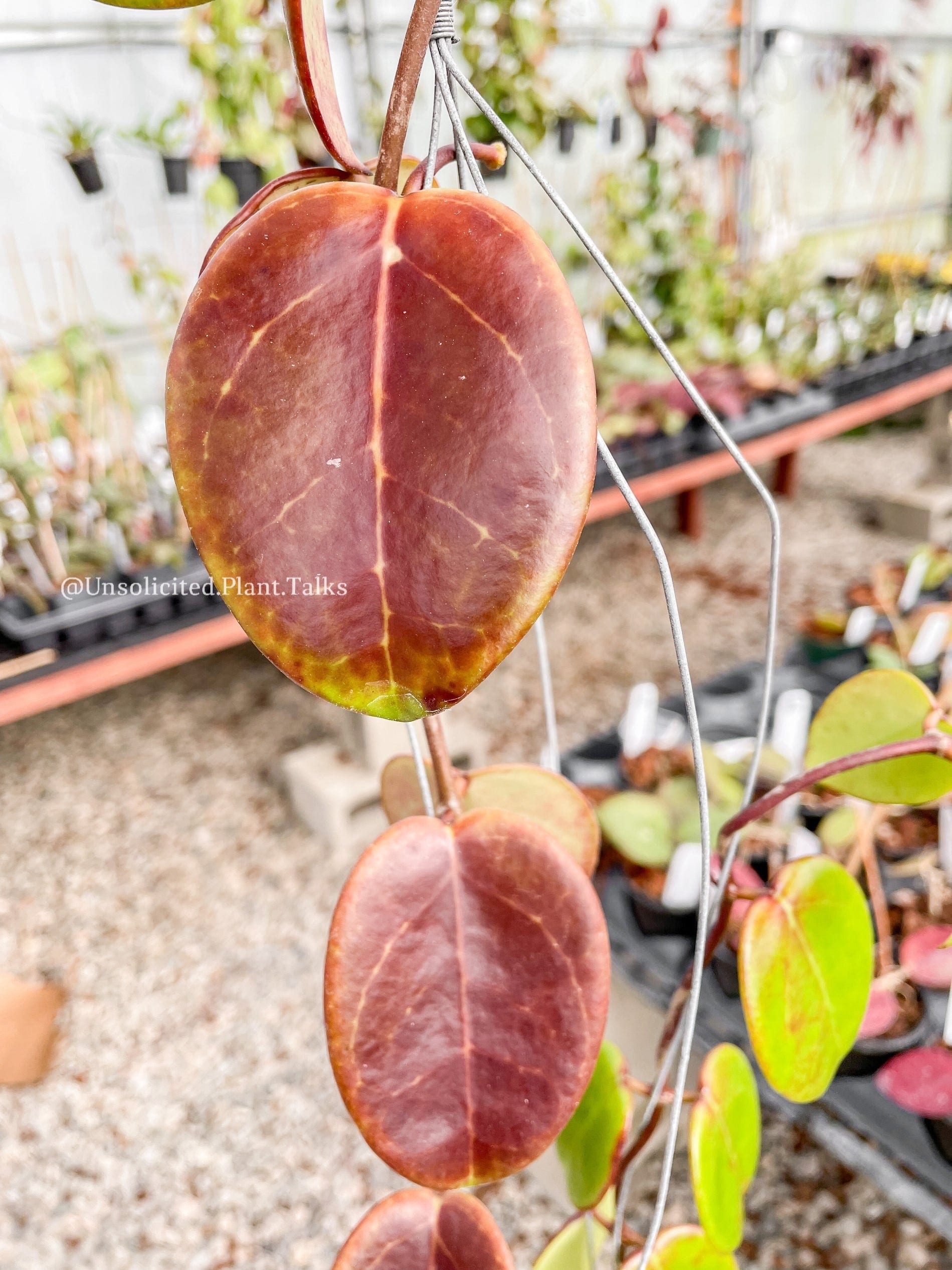 Hoya 'Penny's Treat' (MB 1405B) – Unsolicited Plant Talks