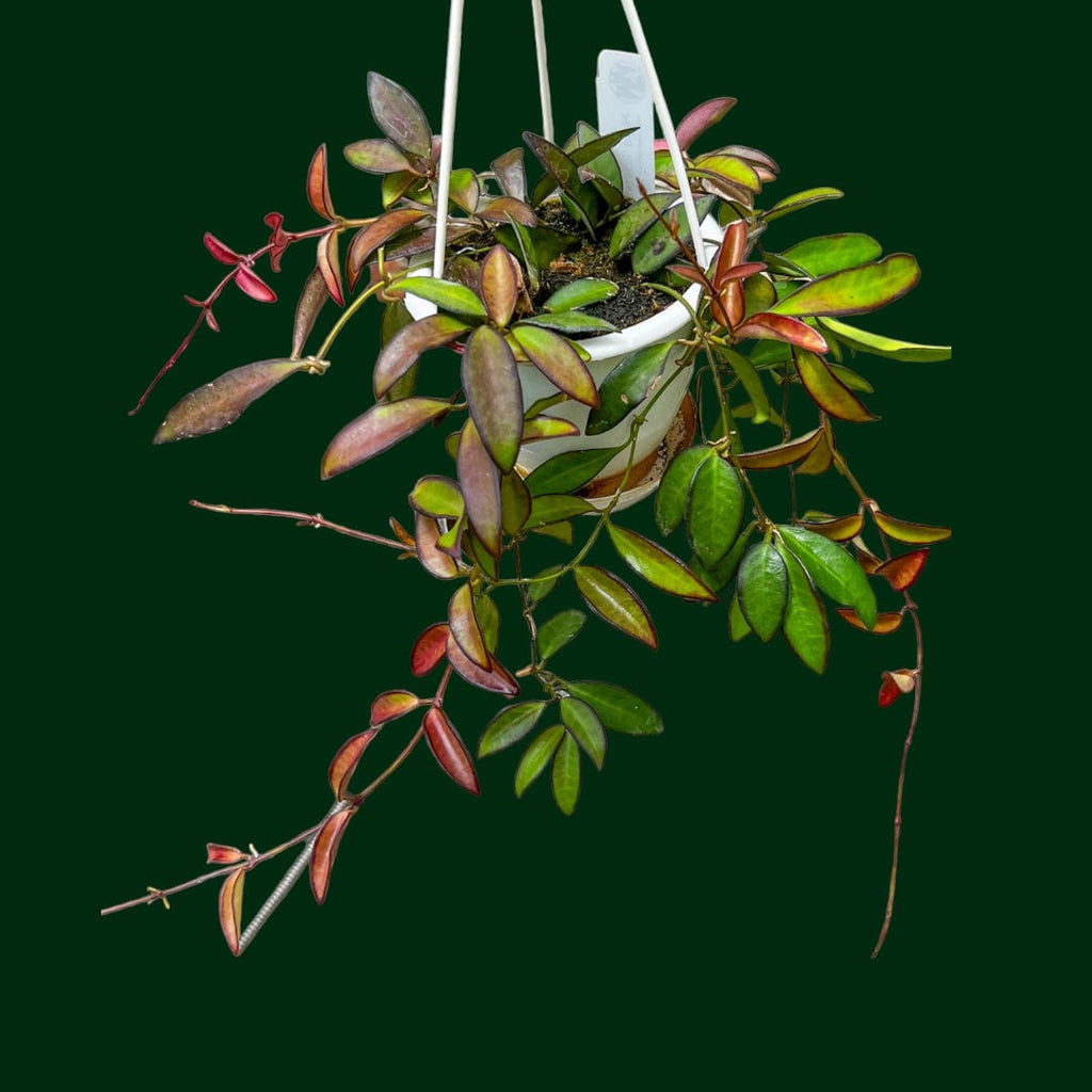 クロスローズオブカオス Hoya 'Rosita' – Unsolicited Plant Talks