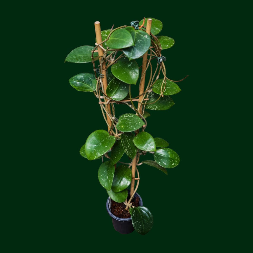 geschenk saatgut BIO Saatgut-Geschenkset Im Blüten-Rausch – Biogartenladen main image 1