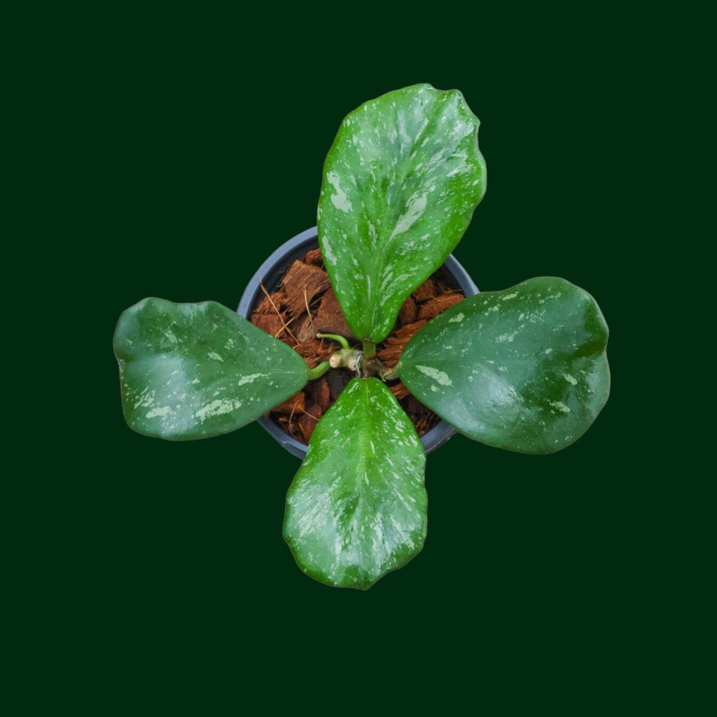 Hoya sp. Chiang Dao – Unsolicited Plant Talks