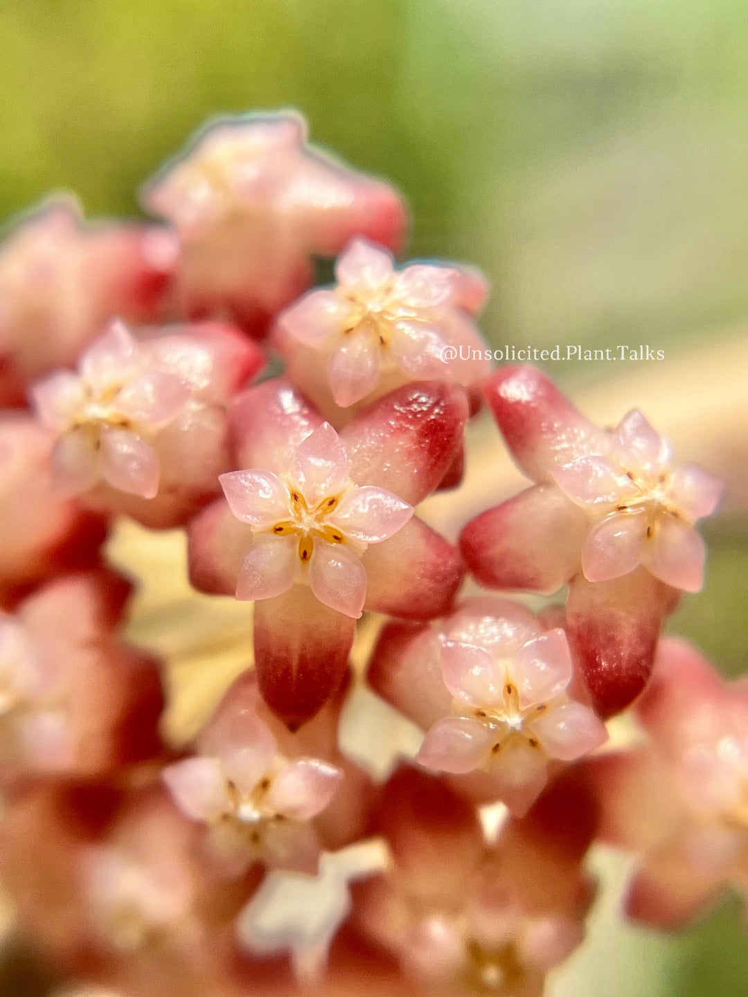 Hoya ‘Mayumi’ (UPT002)