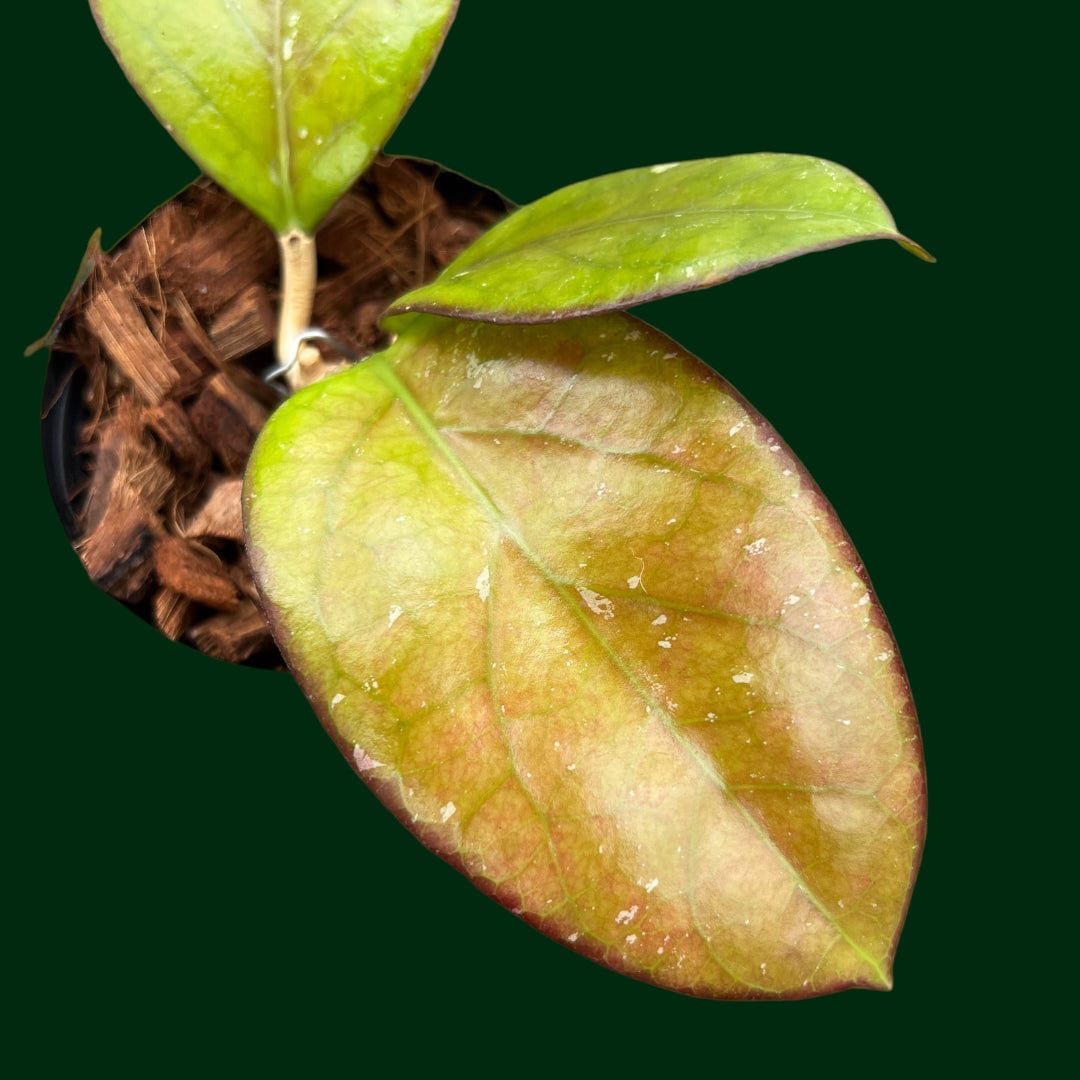 p様　HOYA2種 Hoya EPC1002 (vittelina x finlaysonii) – Unsolicited Plant Talks