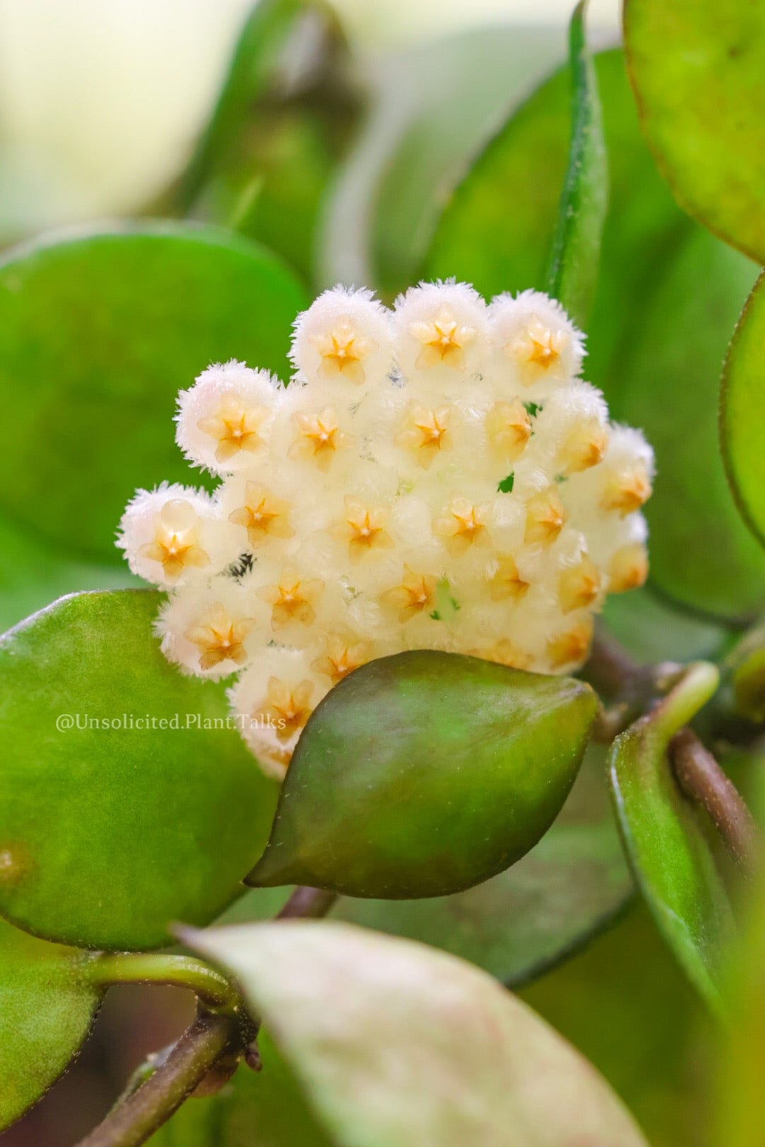 Hoya Plants for Sale | 450+ Hoya Species – Page 3 – Unsolicited 