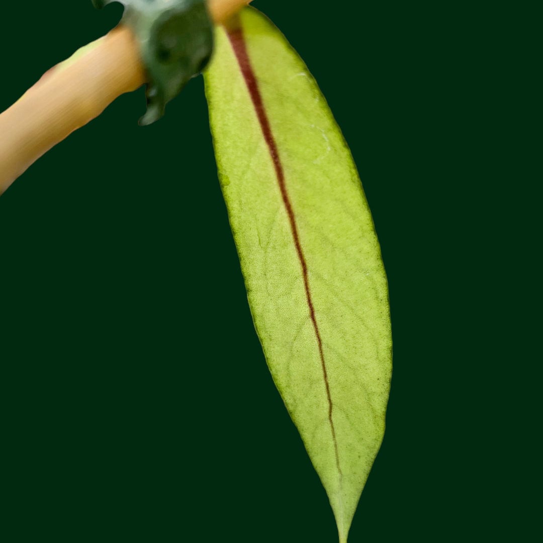 Hoya sp. Sumatra (long leaf) – Unsolicited Plant Talks