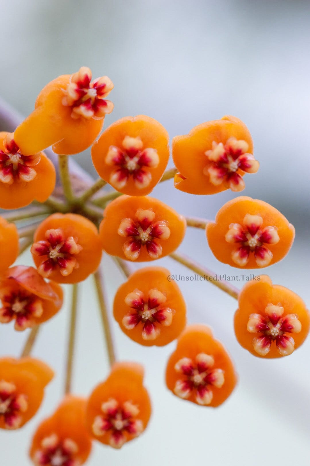 Hoya waymaniae (round leaves)