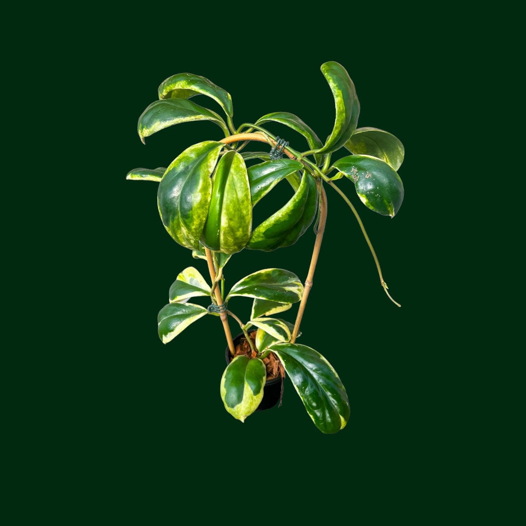 Trellised Hoya incrassata 'Eclipse'