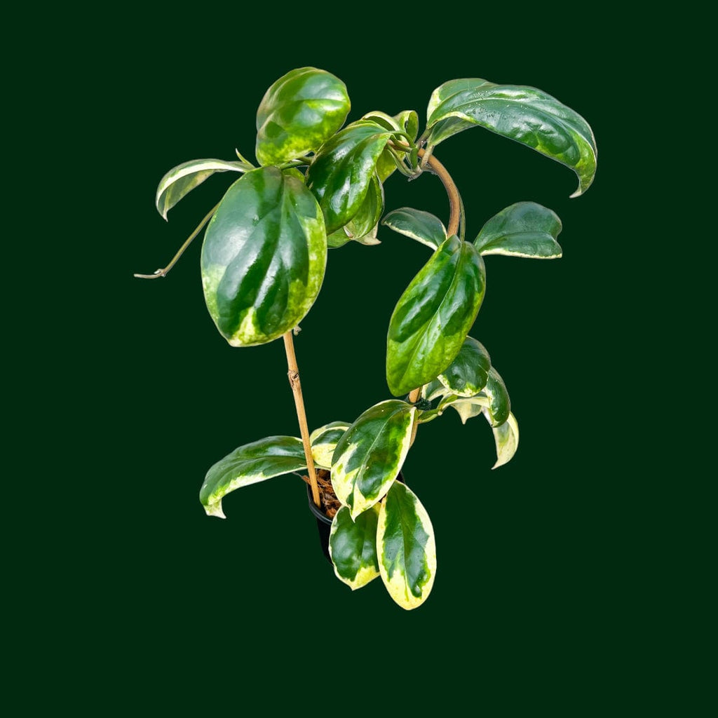 Trellised Hoya incrassata 'Eclipse' – Unsolicited Plant Talks