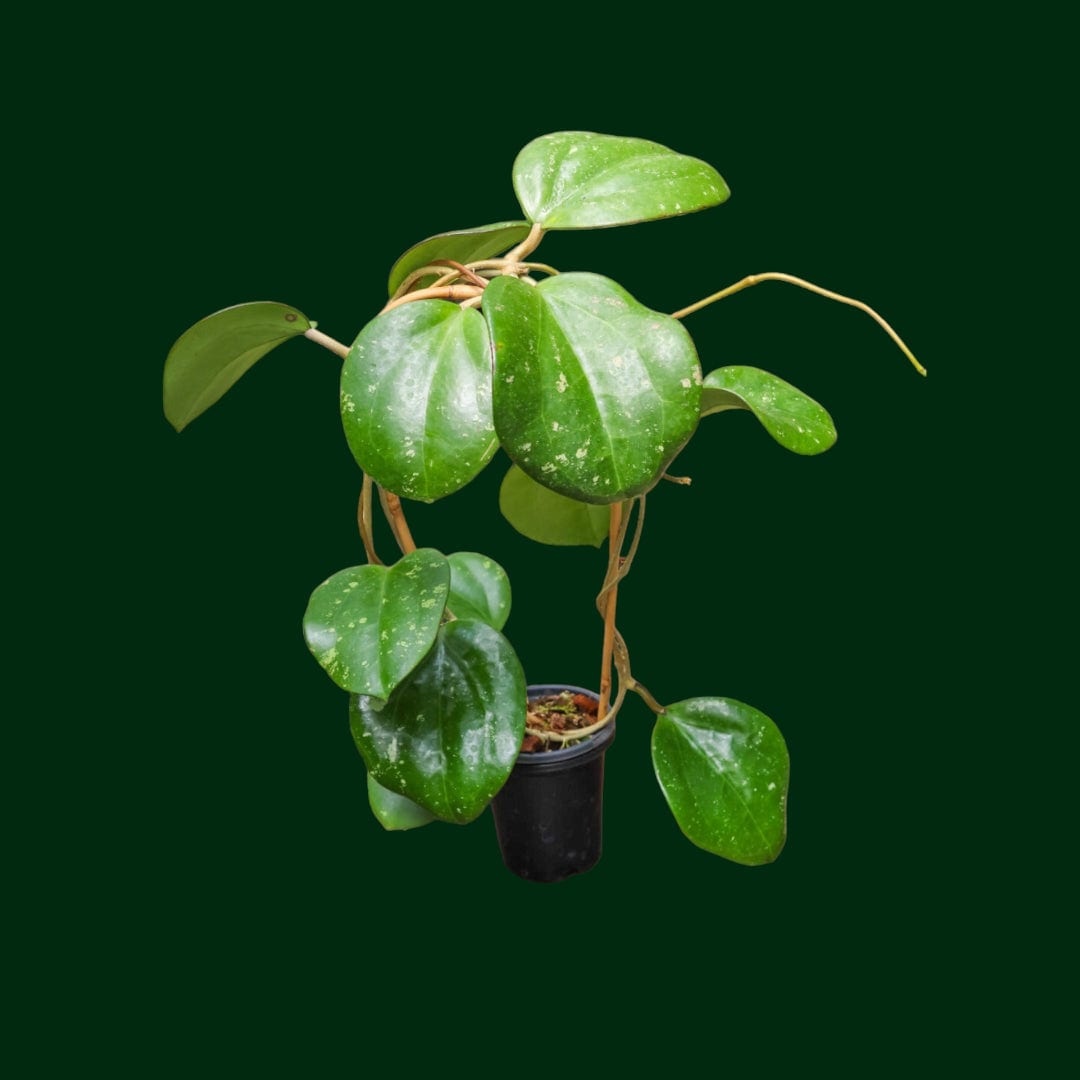 Trellised Hoya loyceandrewsiana – Unsolicited Plant Talks