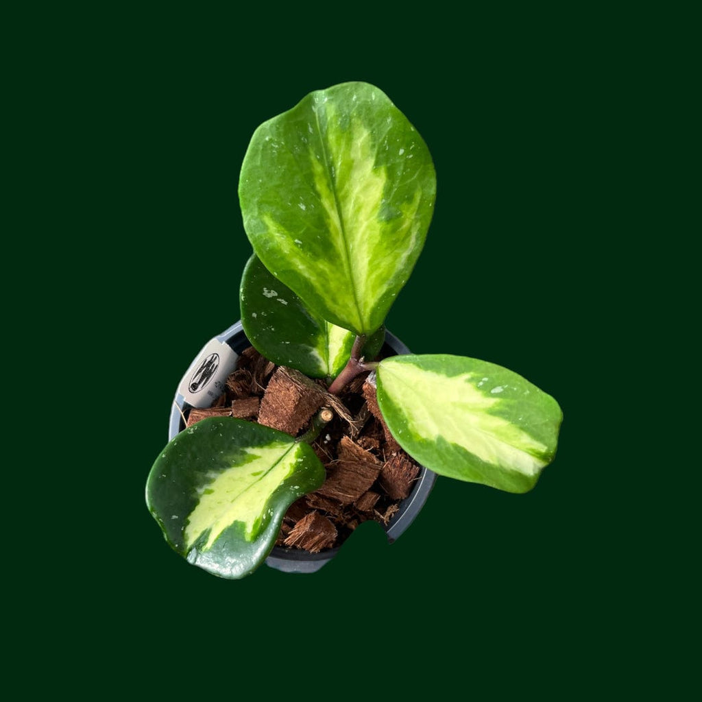 Hoya obovata (variegated) – Unsolicited Plant Talks