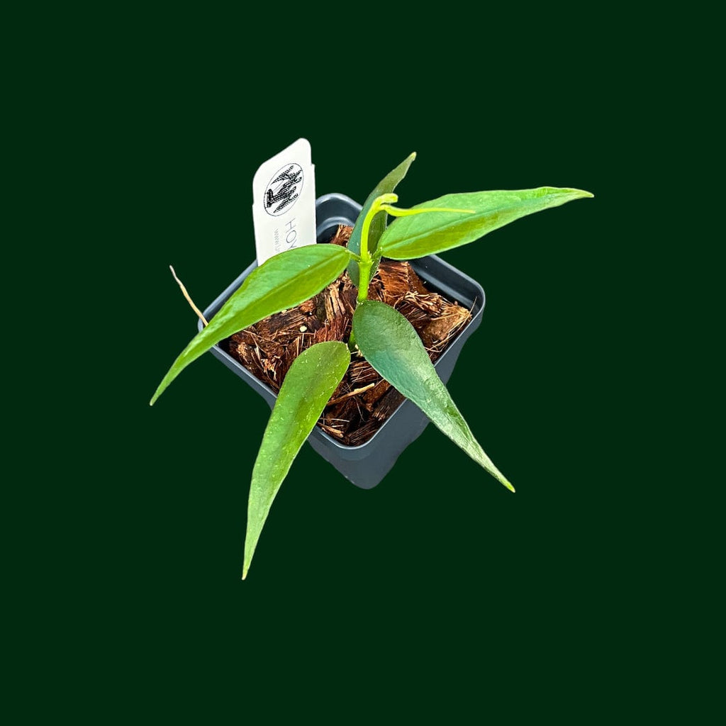 Hoya burmanica | Vermont Hoyas