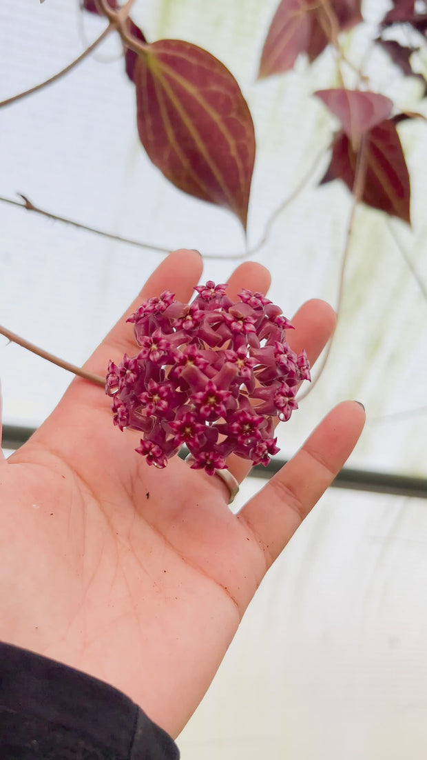 Hoya 'Penny Candy' – Unsolicited Plant Talks