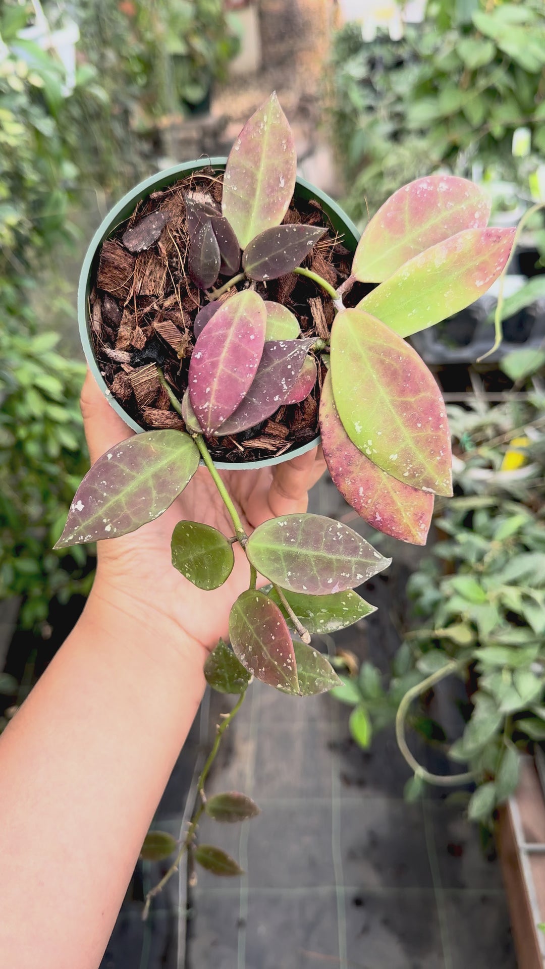PS0846 - Hoya walliniana (UT152)