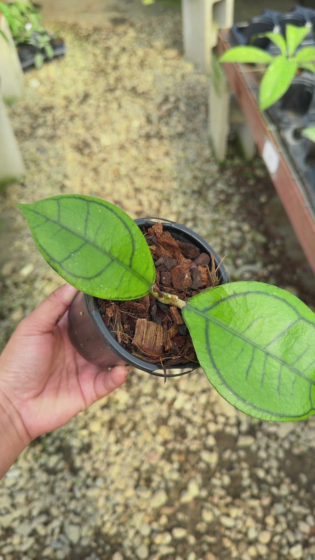 Hoya callistophylla ‘Turtle’