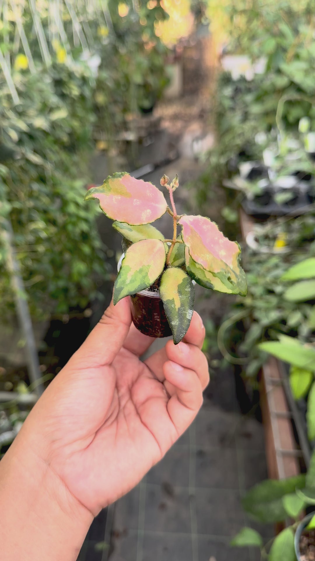 Hoya caudata (variegated)