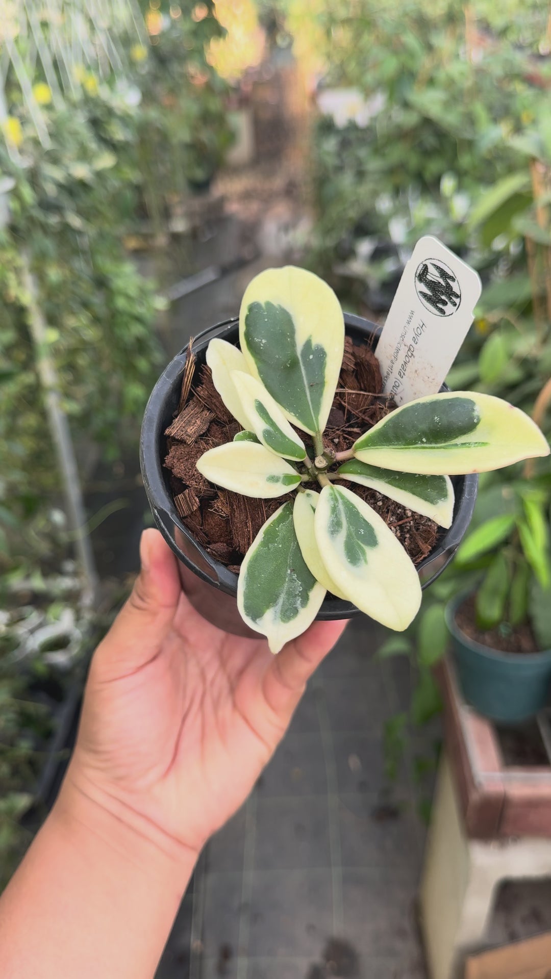 PS0801 - Hoya obovata (outer variegated)