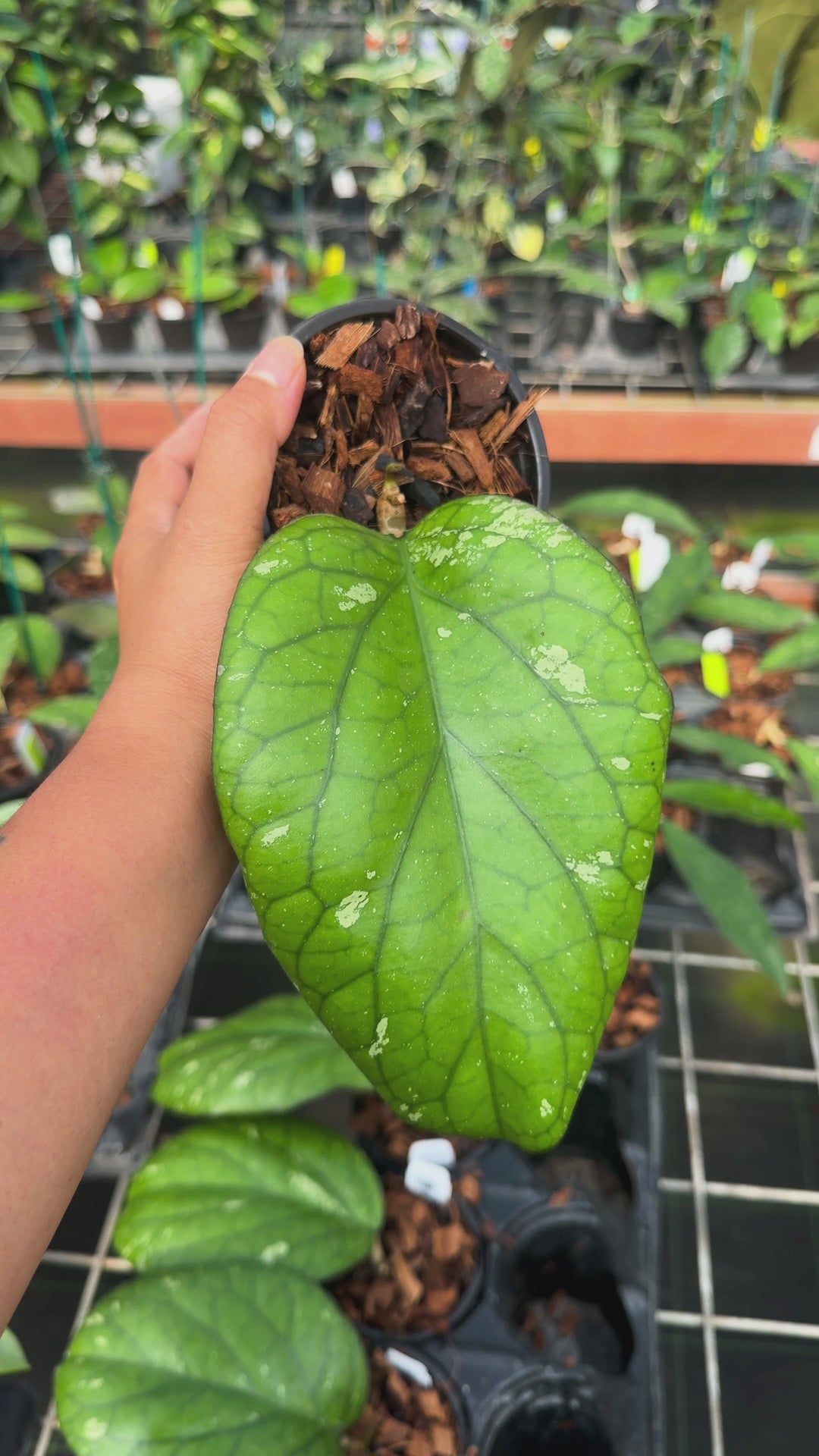 LIMITED: Hoya 'Elephant' (AH027) - Single leaf