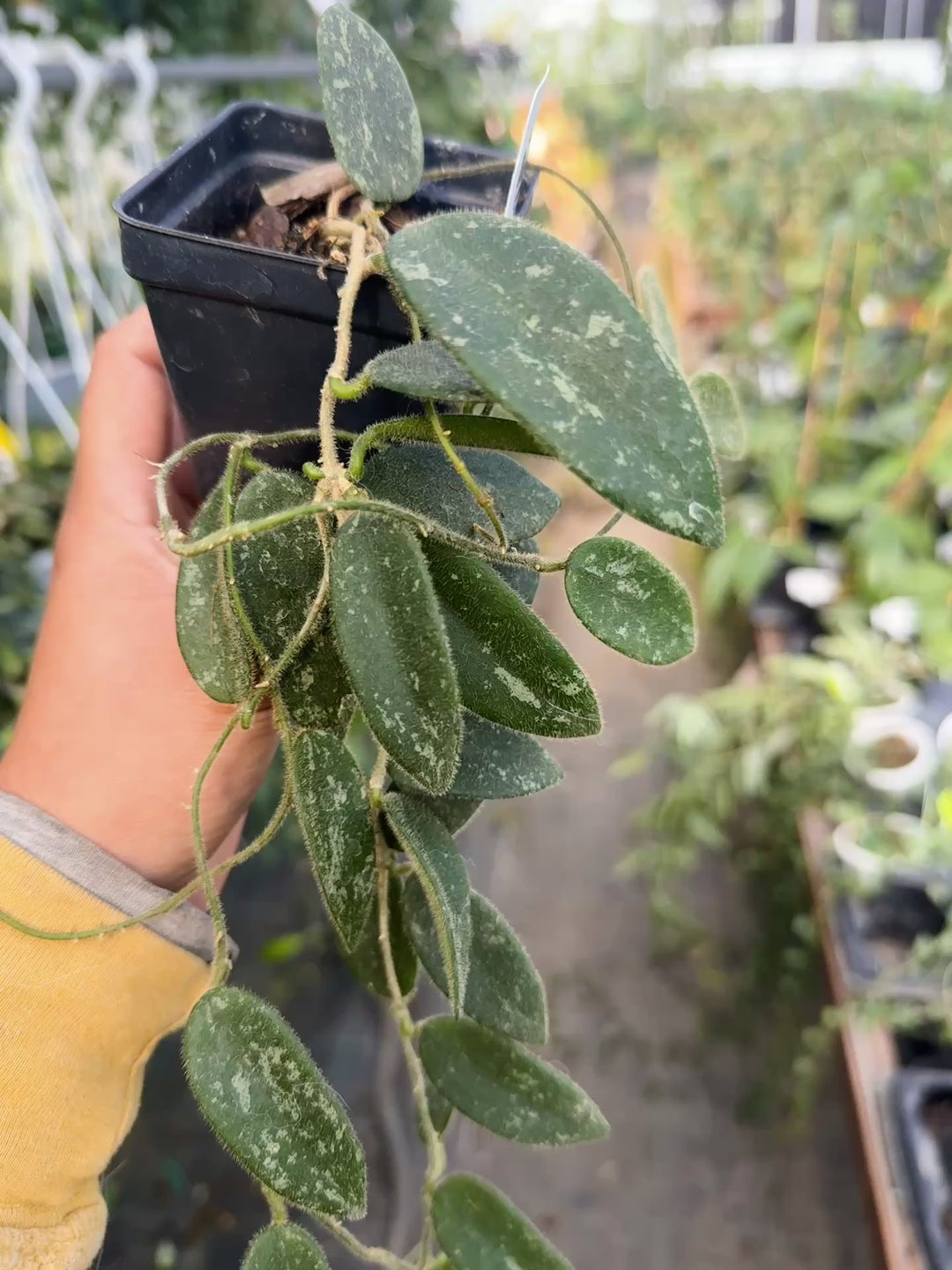 PS0774 - Hoya thomsonii (pink, splash)