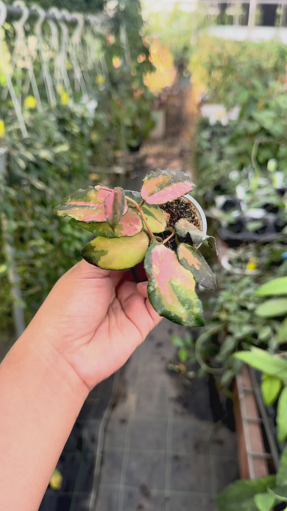 Hoya caudata (variegated)