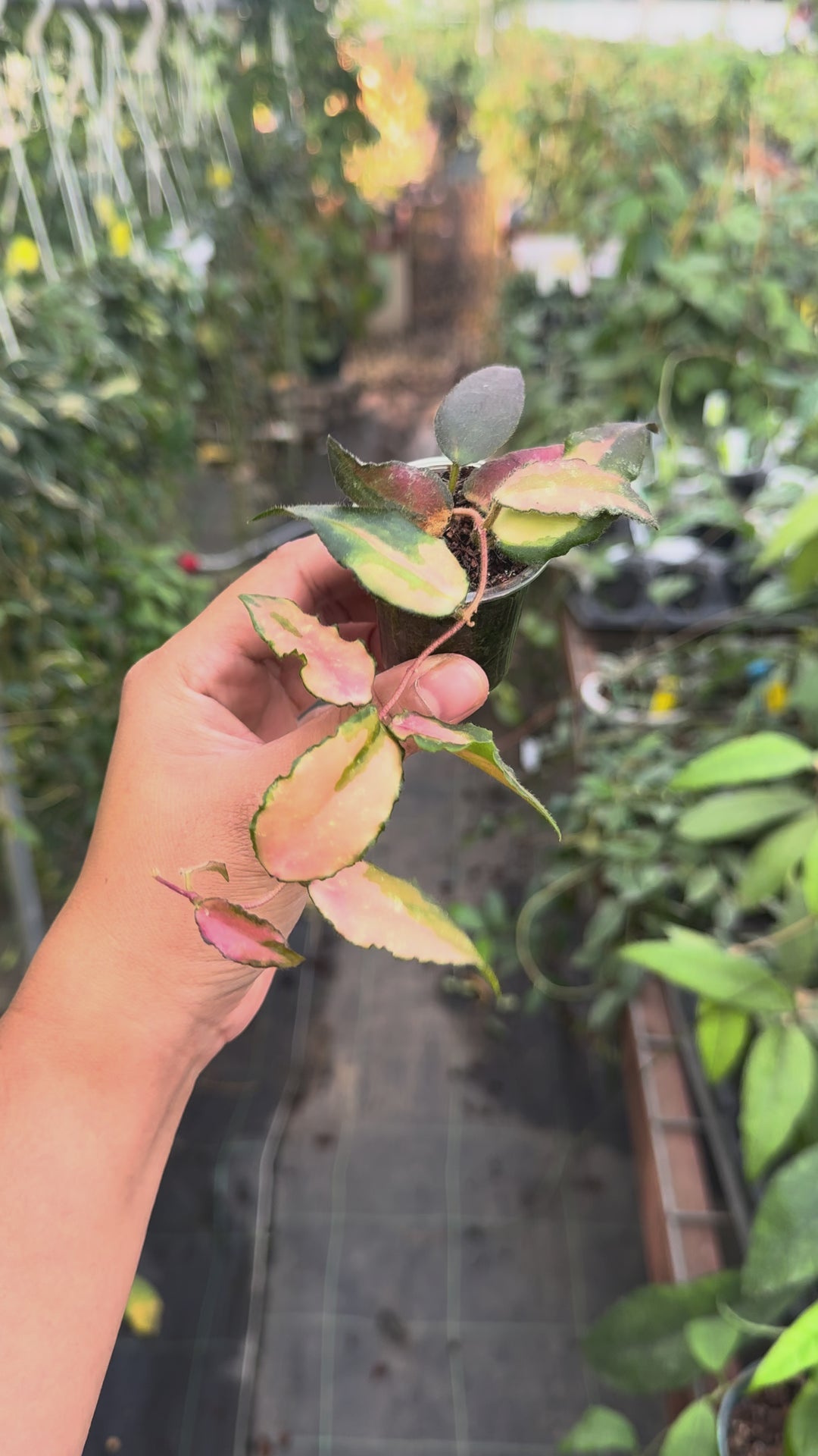 Hoya caudata (variegated)